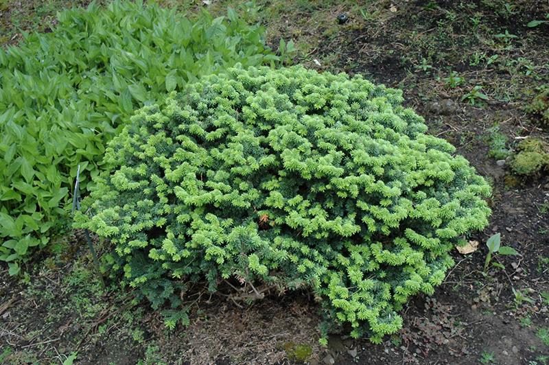 Abies Balsamea 'nana' - View 3 from www redcrocus com