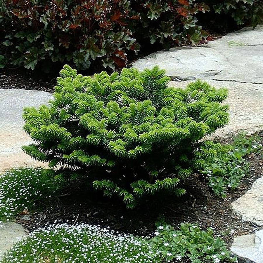 Abies Balsamea 'nana' - View 4 from www redcrocus com