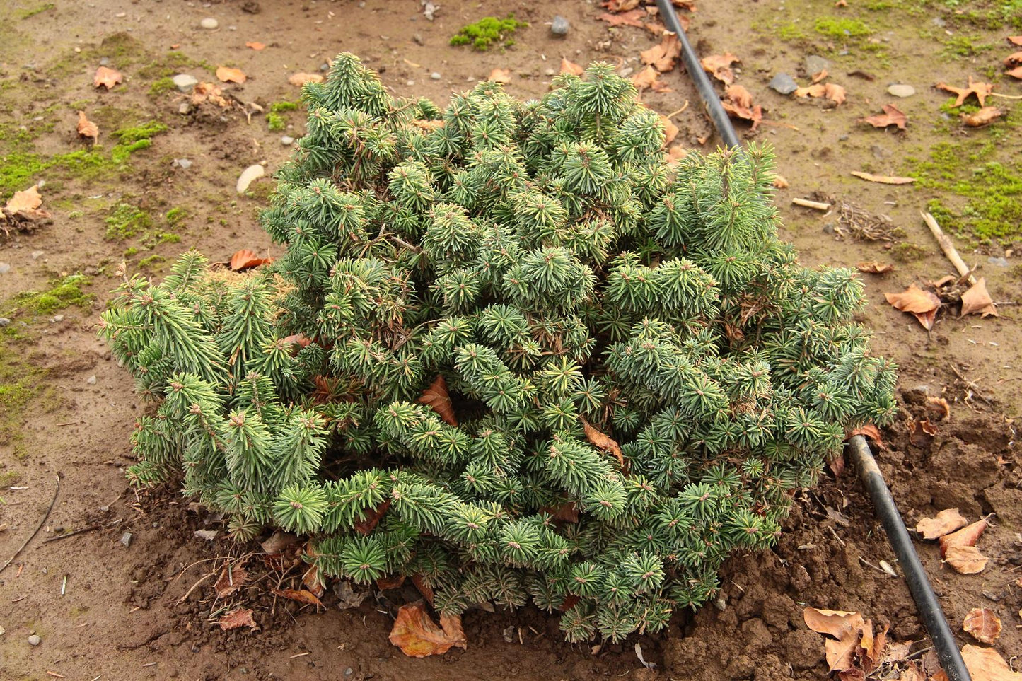 Abies Balsamea 'nana' - View 5 from www redcrocus com