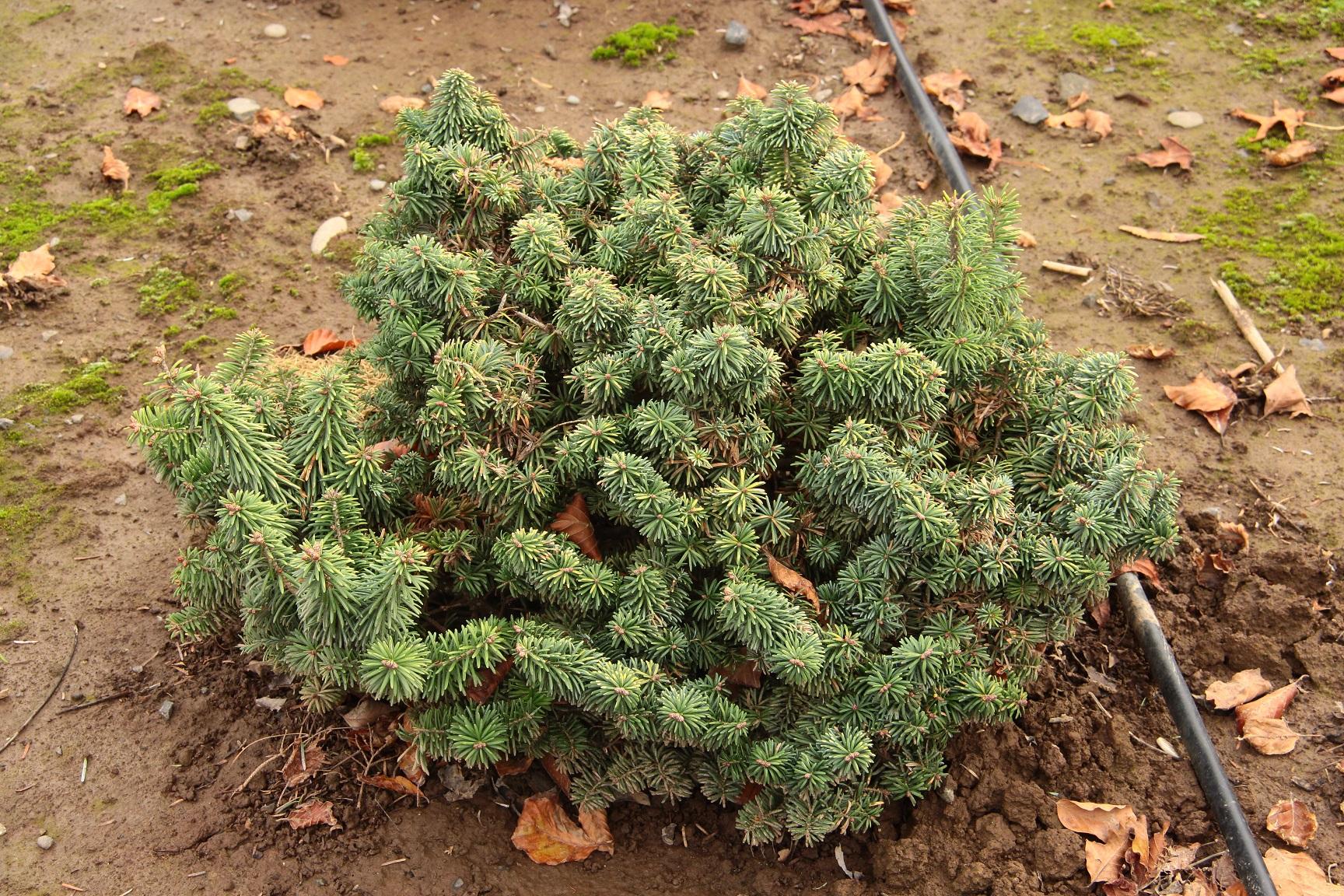 Abies Balsamea 'nana' - View 5 from www redcrocus com