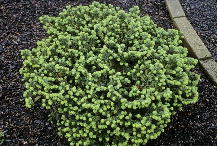 Abies Balsamea 'nana' - View 6 from www redcrocus com