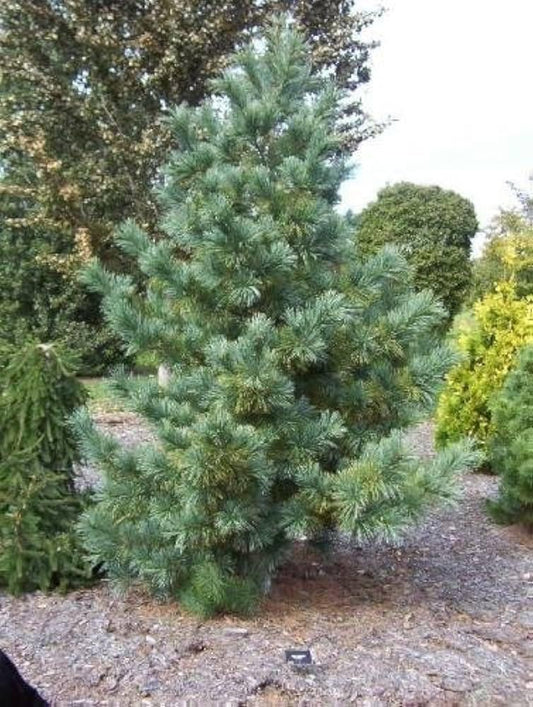 Pinus Koraiensis 'silveray' - View 10 from www redcrocus com