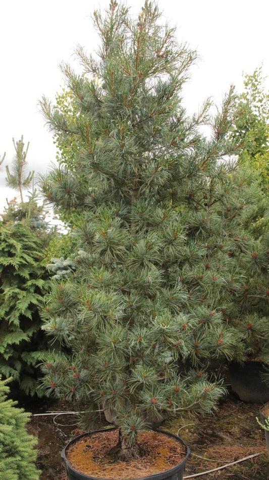 Pinus Koraiensis 'silveray' - View 13 from www redcrocus com