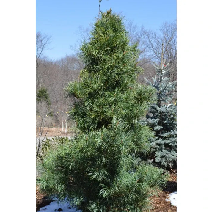 Pinus Koraiensis 'silveray' - View 16 from www redcrocus com