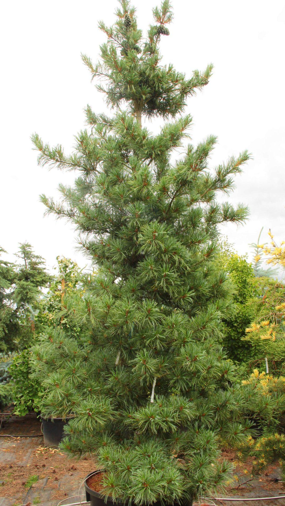 Pinus Koraiensis 'silveray' - View 7 from www redcrocus com