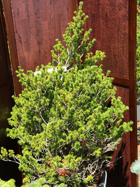 Pinus Parviflora 'atco Goyo' - View 1 from www redcrocus com