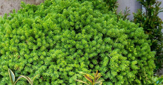 Cryptomeria Japonica 'dragon Prince' - View 1 from www redcrocus com