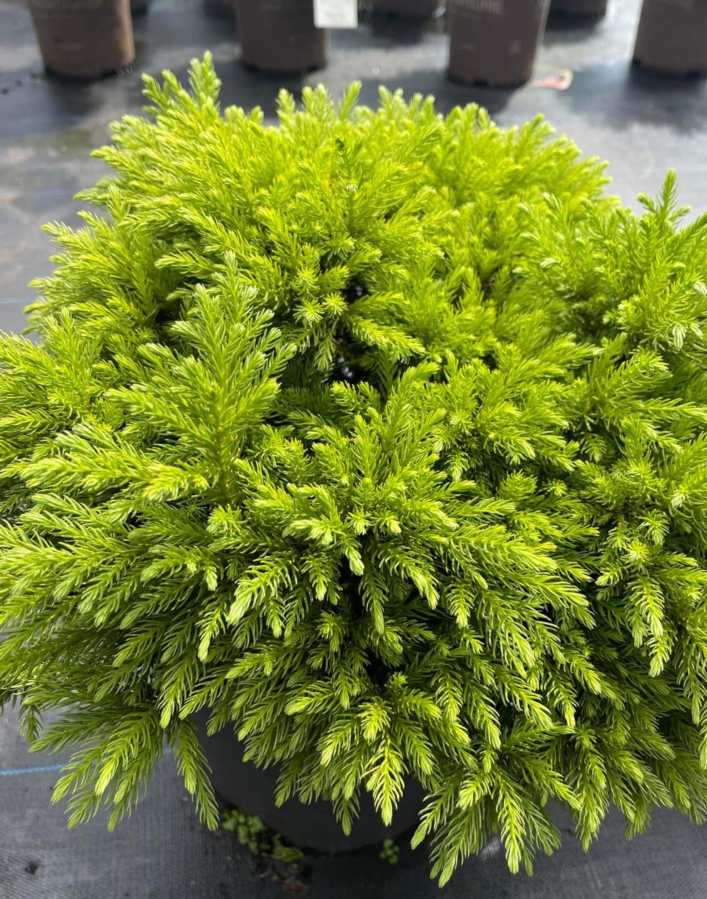 Cryptomeria Japonica 'dragon Prince' - View 3 from www redcrocus com