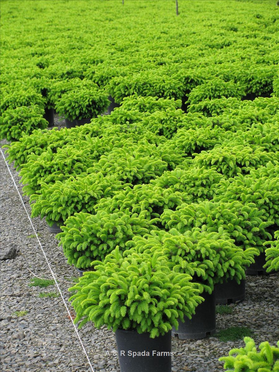 Picea Abies 'repens' - View 10 from www redcrocus com