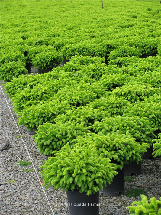 Picea Abies 'repens' - View 10 from www redcrocus com