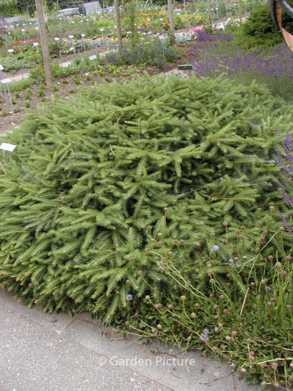 Picea Abies 'repens' - View 11 from www redcrocus com
