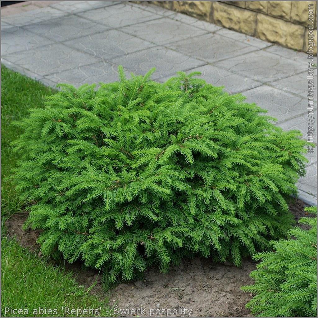 Picea Abies 'repens' - View 12 from www redcrocus com