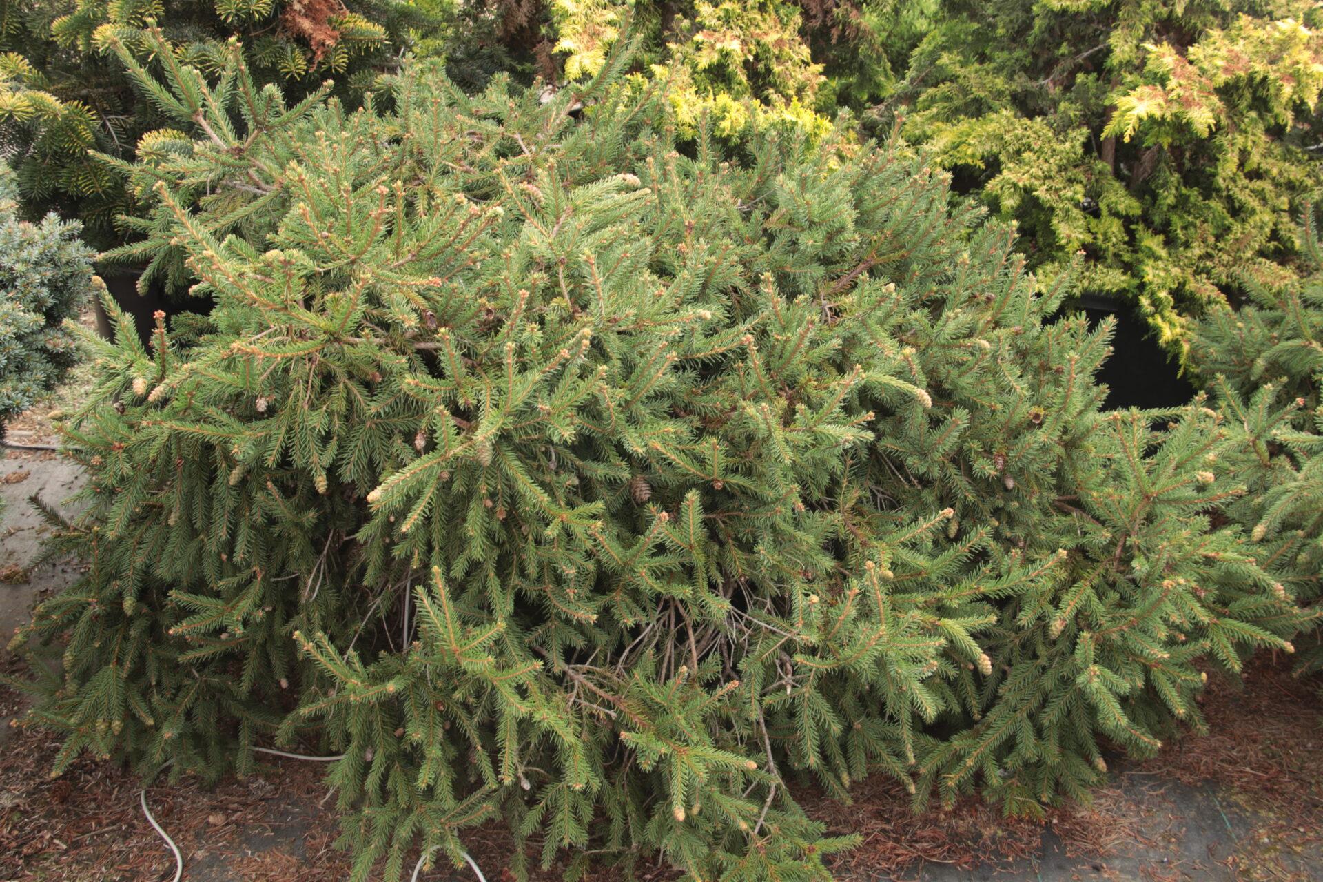 Picea Abies 'repens' - View 13 from www redcrocus com