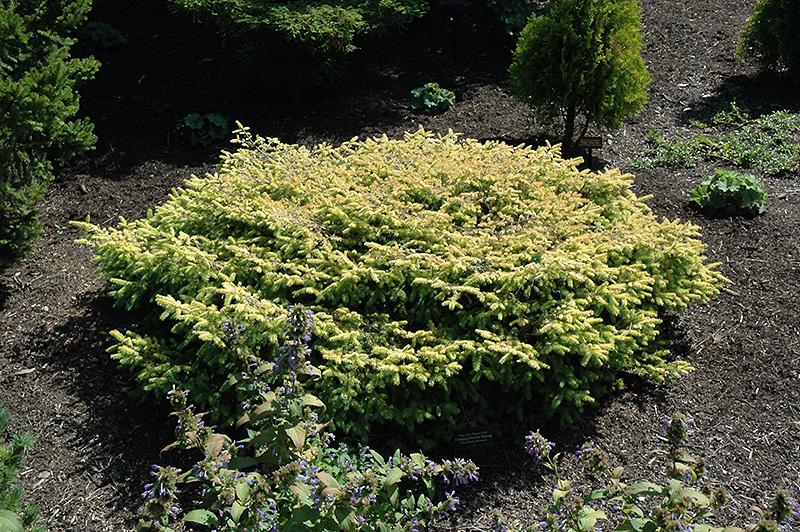 Picea Abies 'repens' - View 16 from www redcrocus com