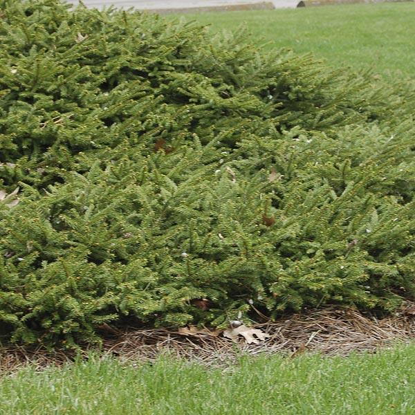 Picea Abies 'repens' - View 18 from www redcrocus com