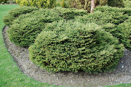Picea Abies 'repens' - View 1 from www redcrocus com