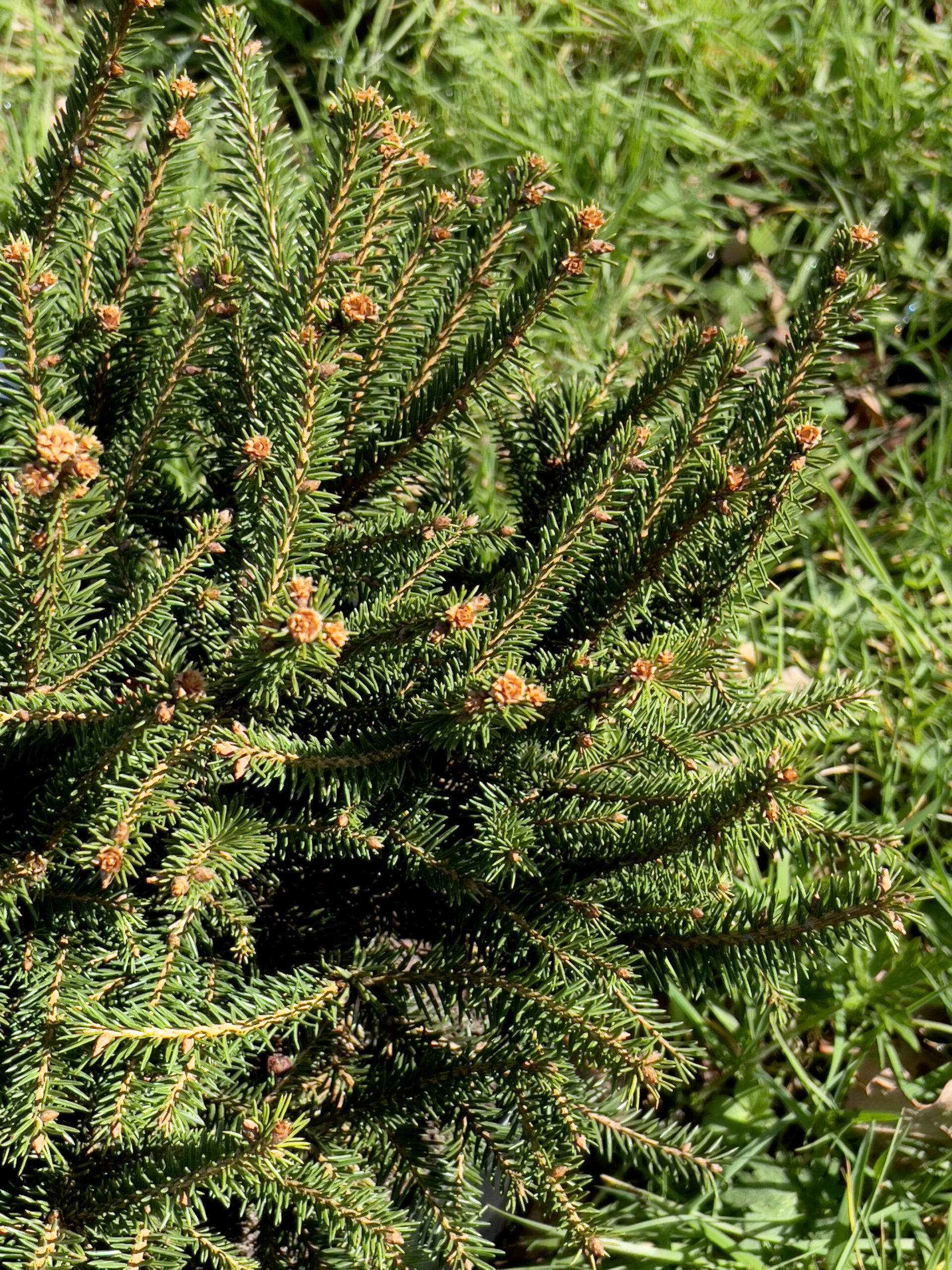Picea Abies 'repens' - View 20 from www redcrocus com