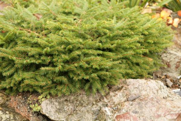 Picea Abies 'repens' - View 24 from www redcrocus com