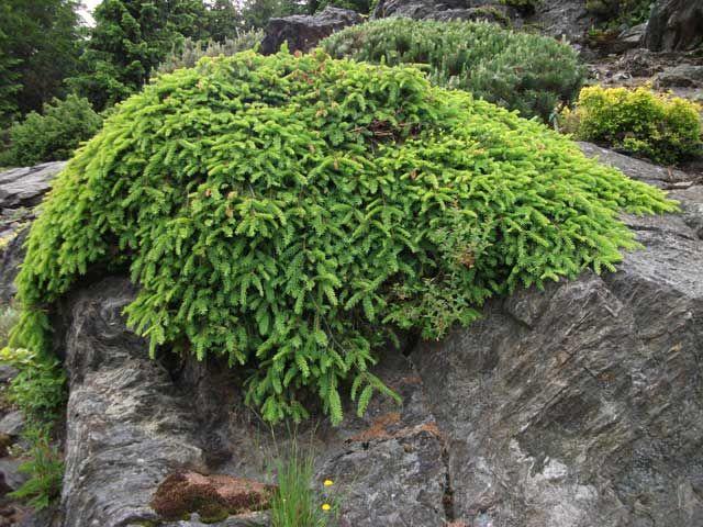 Picea Abies 'repens' - View 25 from www redcrocus com