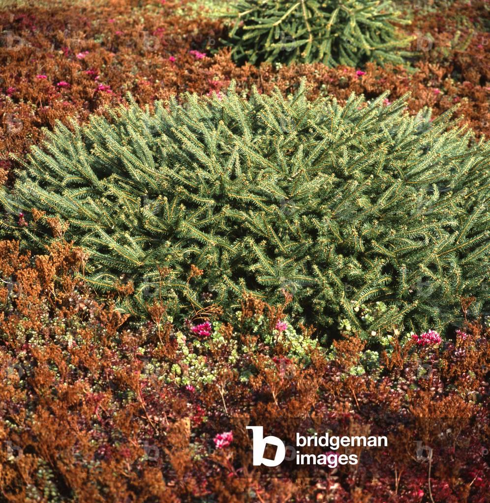 Picea Abies 'repens' - View 26 from www redcrocus com