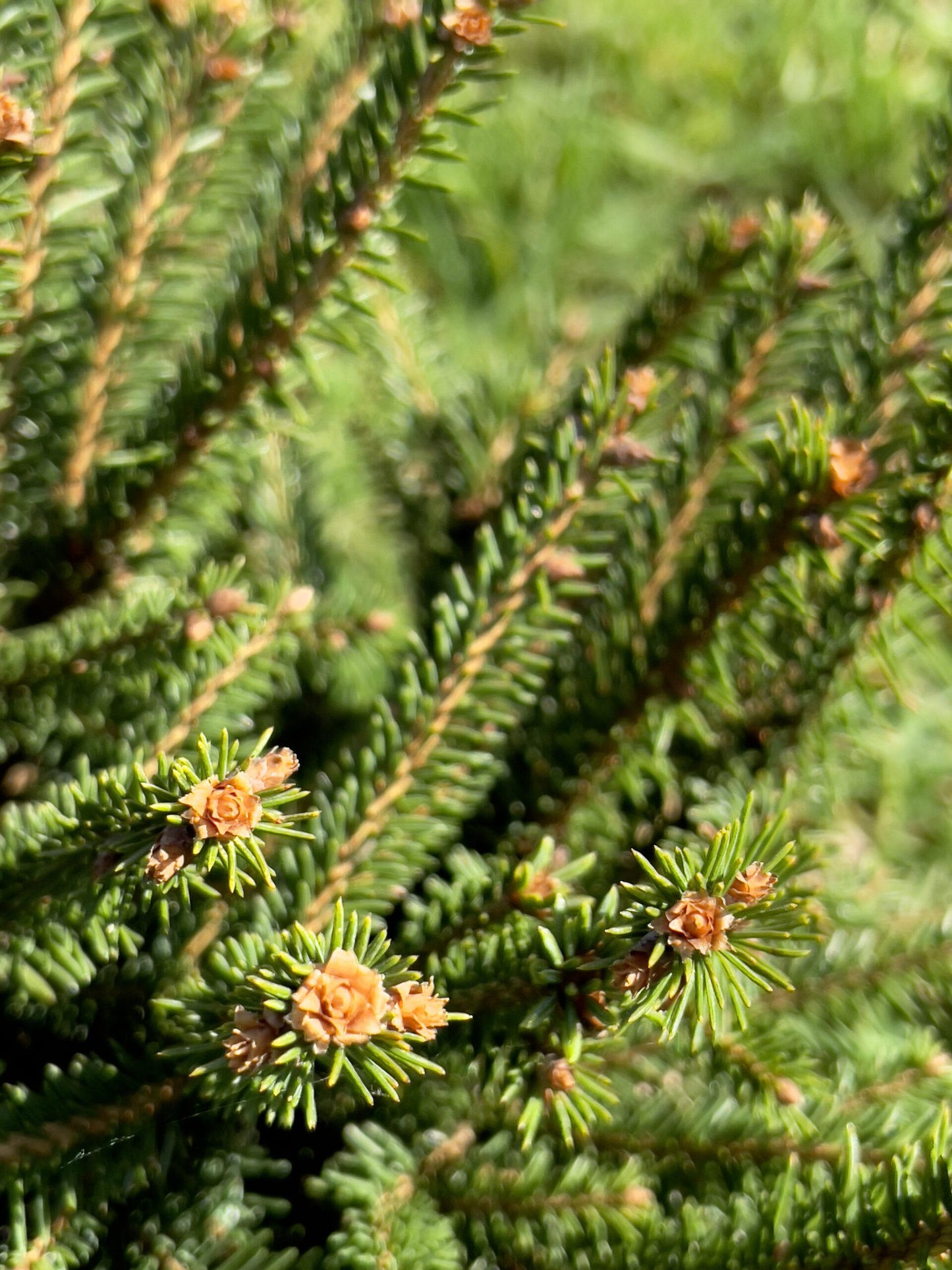 Picea Abies 'repens' - View 27 from www redcrocus com