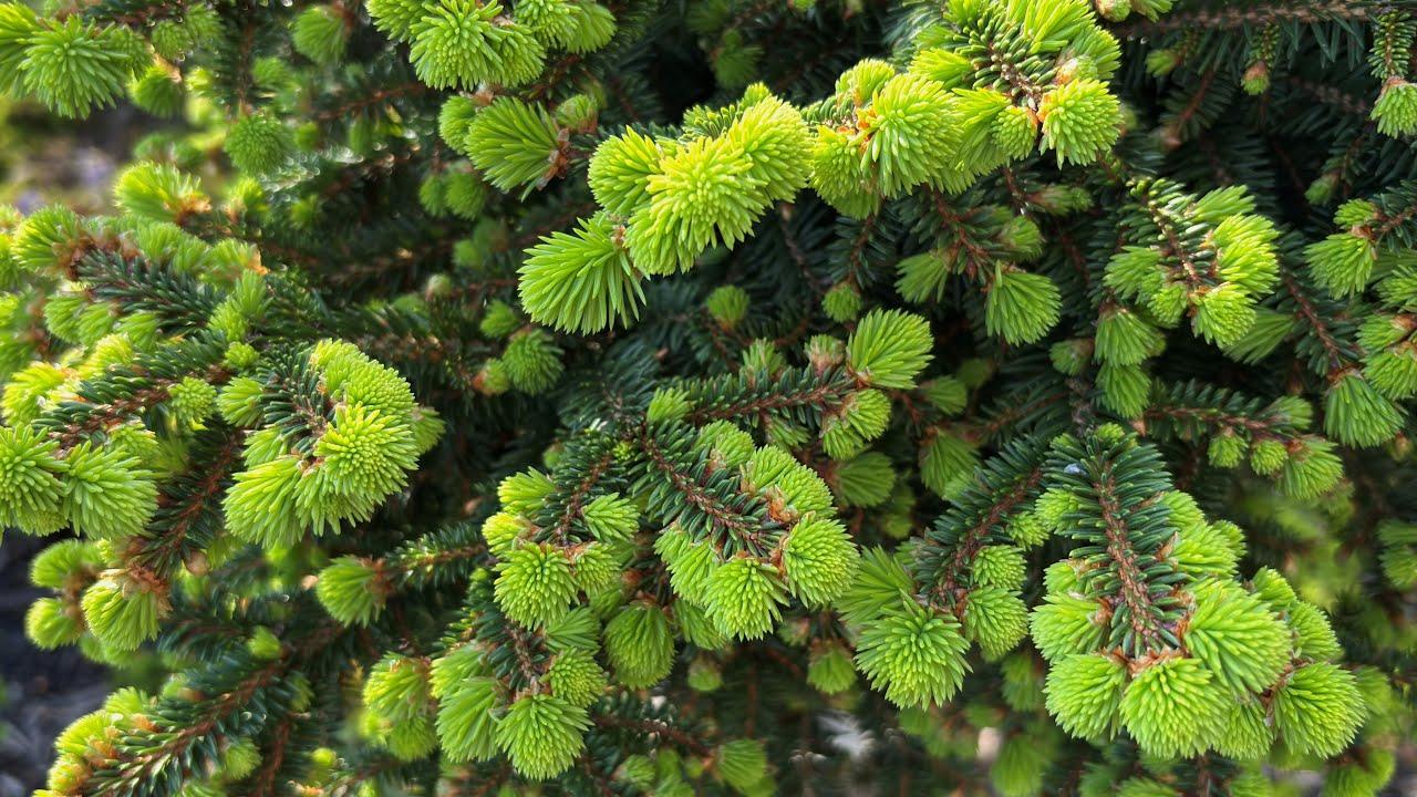 Picea Abies 'repens' - View 28 from www redcrocus com