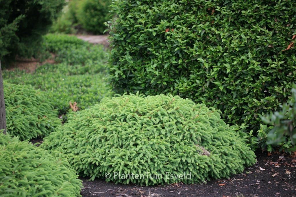 Picea Abies 'repens' - View 2 from www redcrocus com