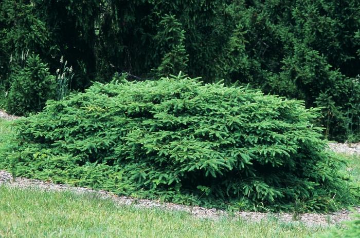 Picea Abies 'repens' - View 31 from www redcrocus com