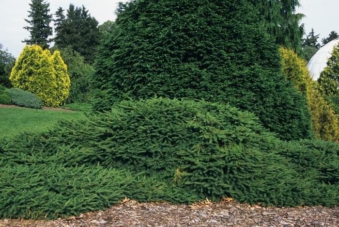 Picea Abies 'repens' - View 3 from www redcrocus com