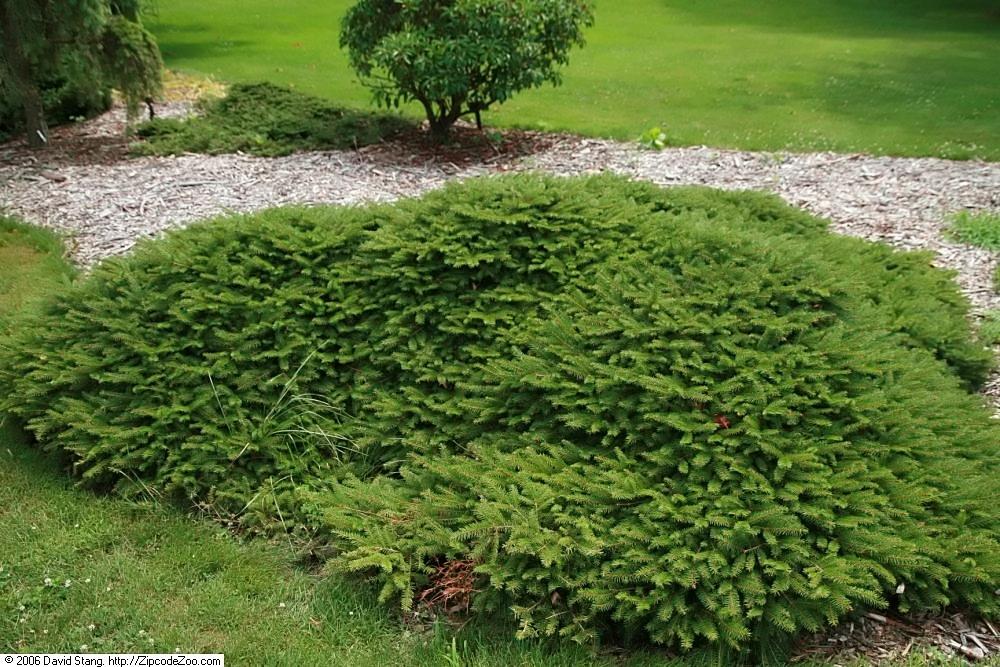 Picea Abies 'repens' - View 4 from www redcrocus com
