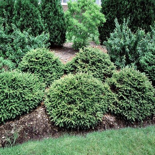 Picea Abies 'repens' - View 5 from www redcrocus com