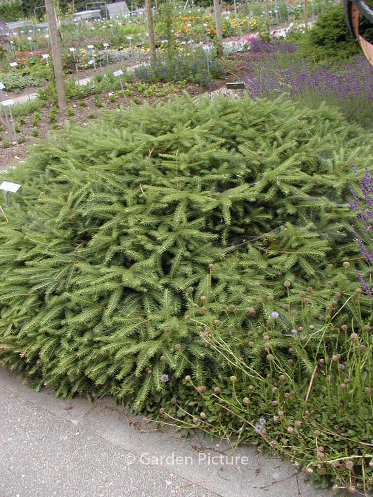 Picea Abies 'repens' - View 6 from www redcrocus com
