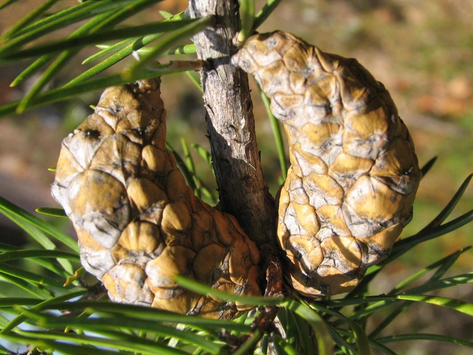 Pinus Banksiana - View 11 from www redcrocus com