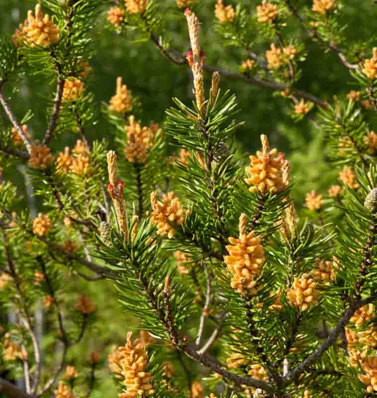 Pinus Banksiana - View 12 from www redcrocus com