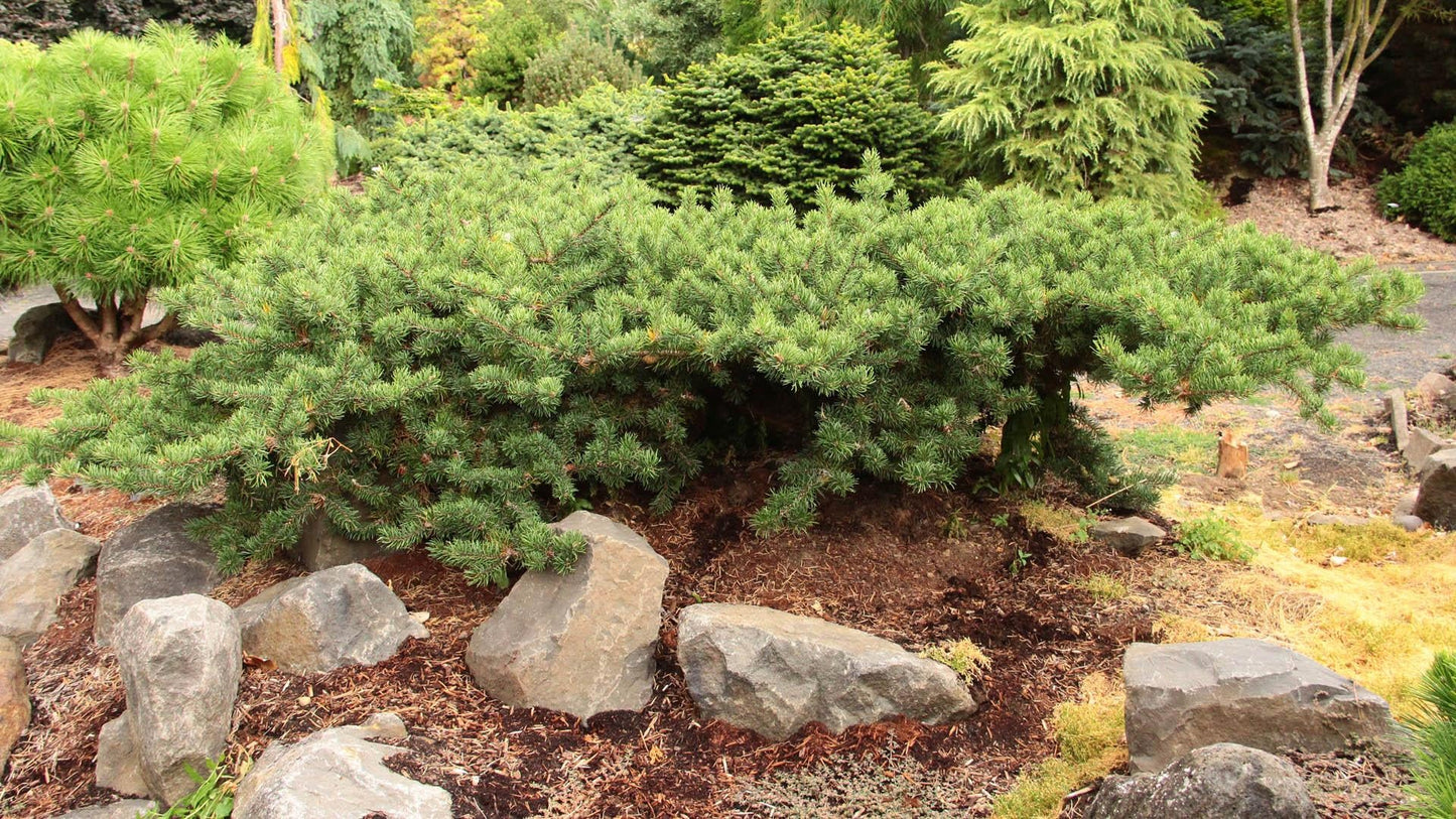 Pinus Banksiana - View 13 from www redcrocus com