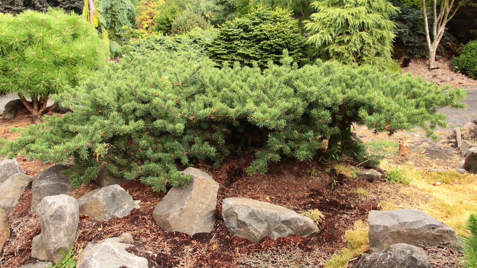 Pinus Banksiana - View 13 from www redcrocus com