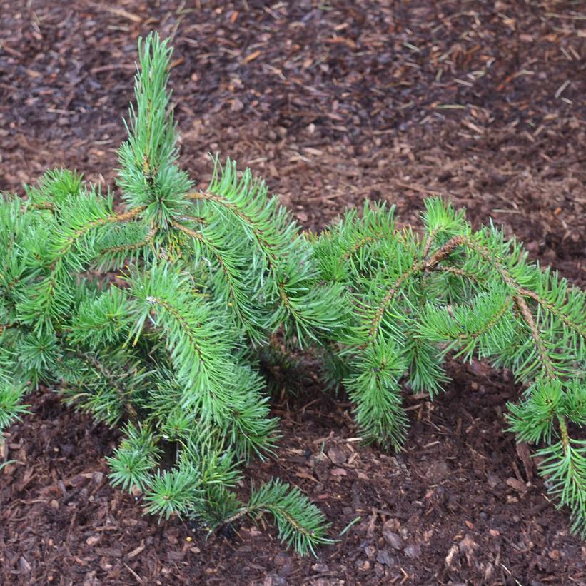 Pinus Banksiana - View 15 from www redcrocus com