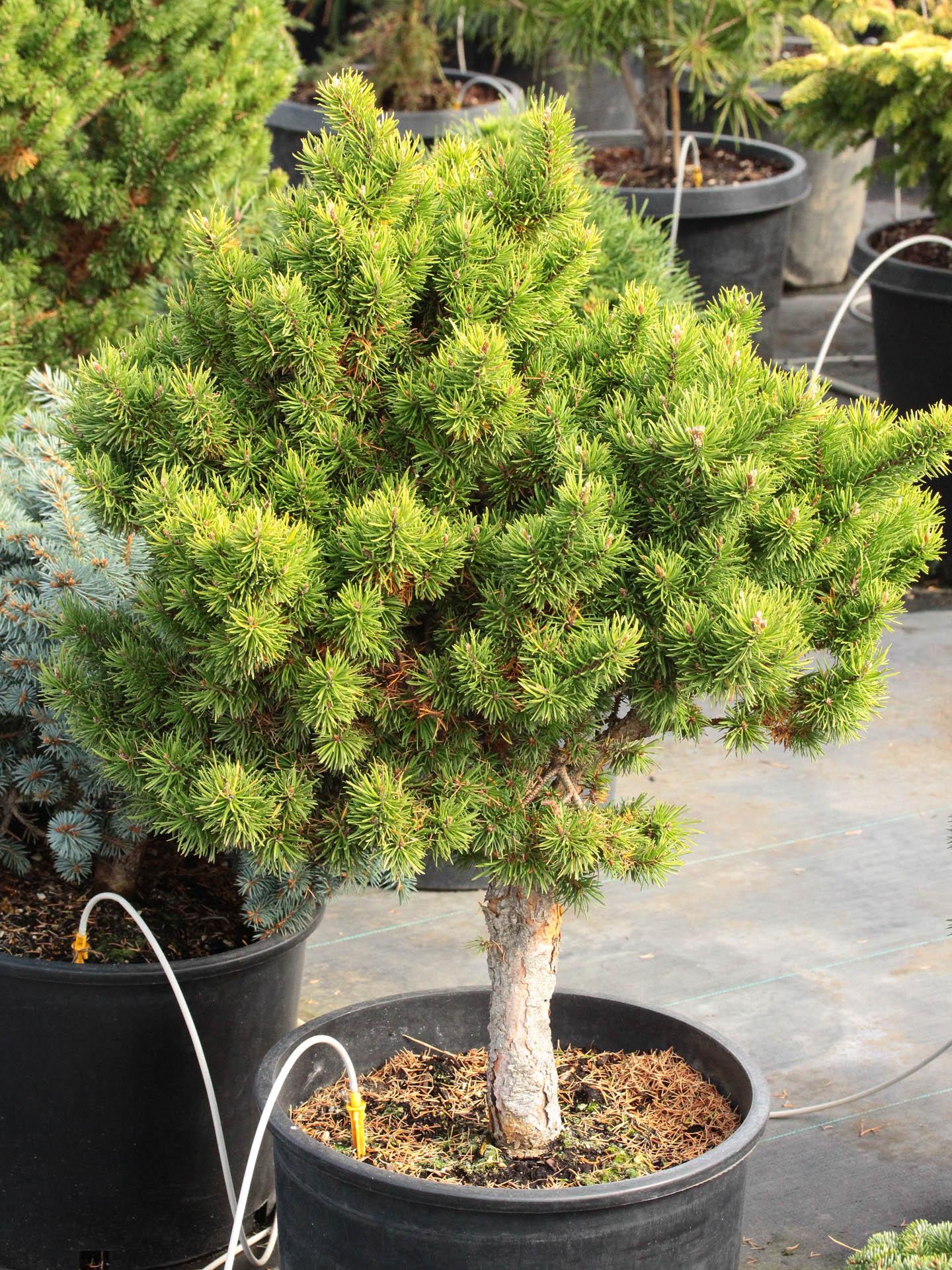 Pinus Banksiana - View 18 from www redcrocus com