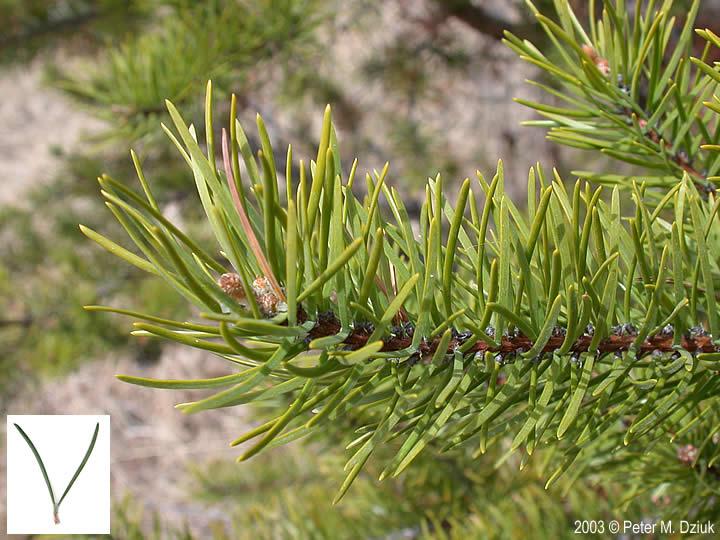 Pinus Banksiana - View 19 from www redcrocus com