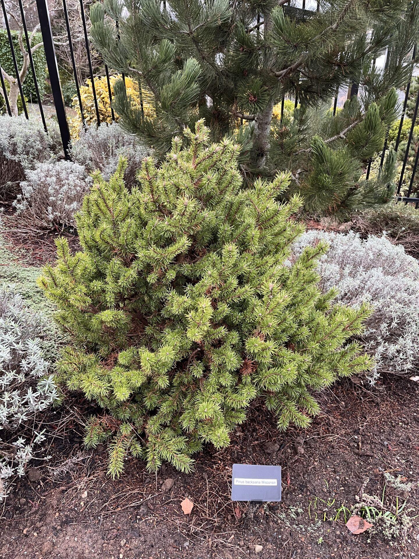 Pinus Banksiana - View 1 from www redcrocus com