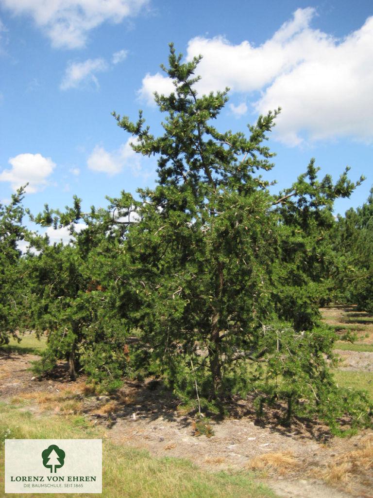 Pinus Banksiana - View 20 from www redcrocus com