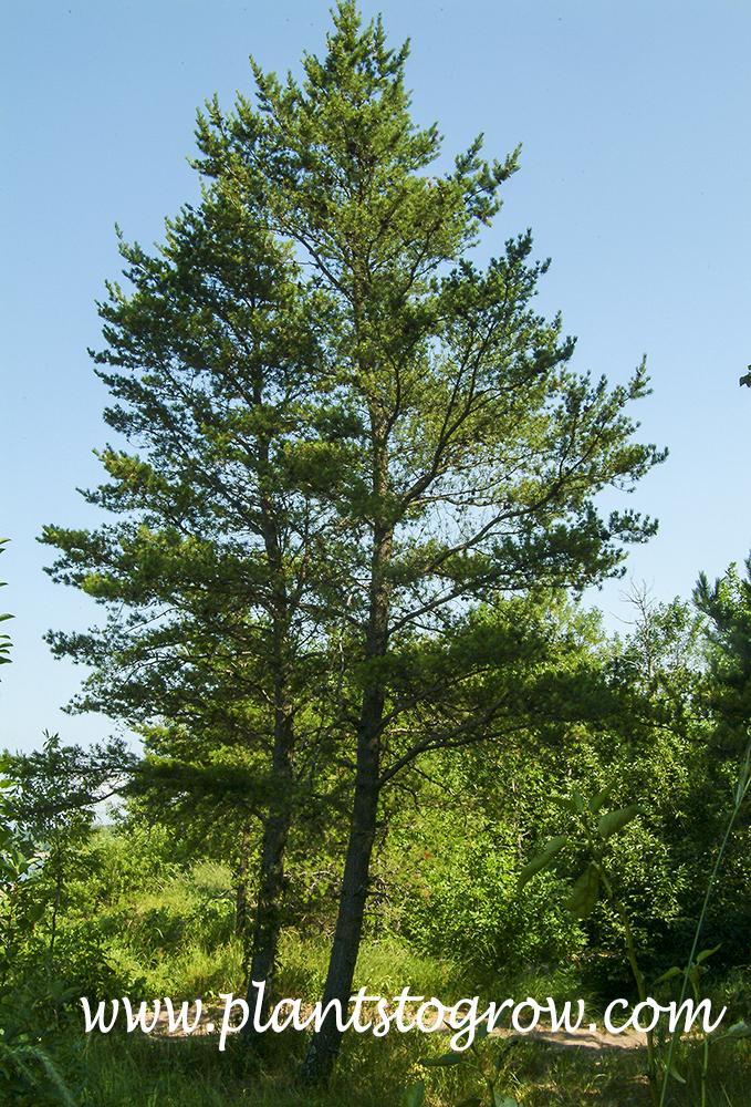 Pinus Banksiana - View 22 from www redcrocus com