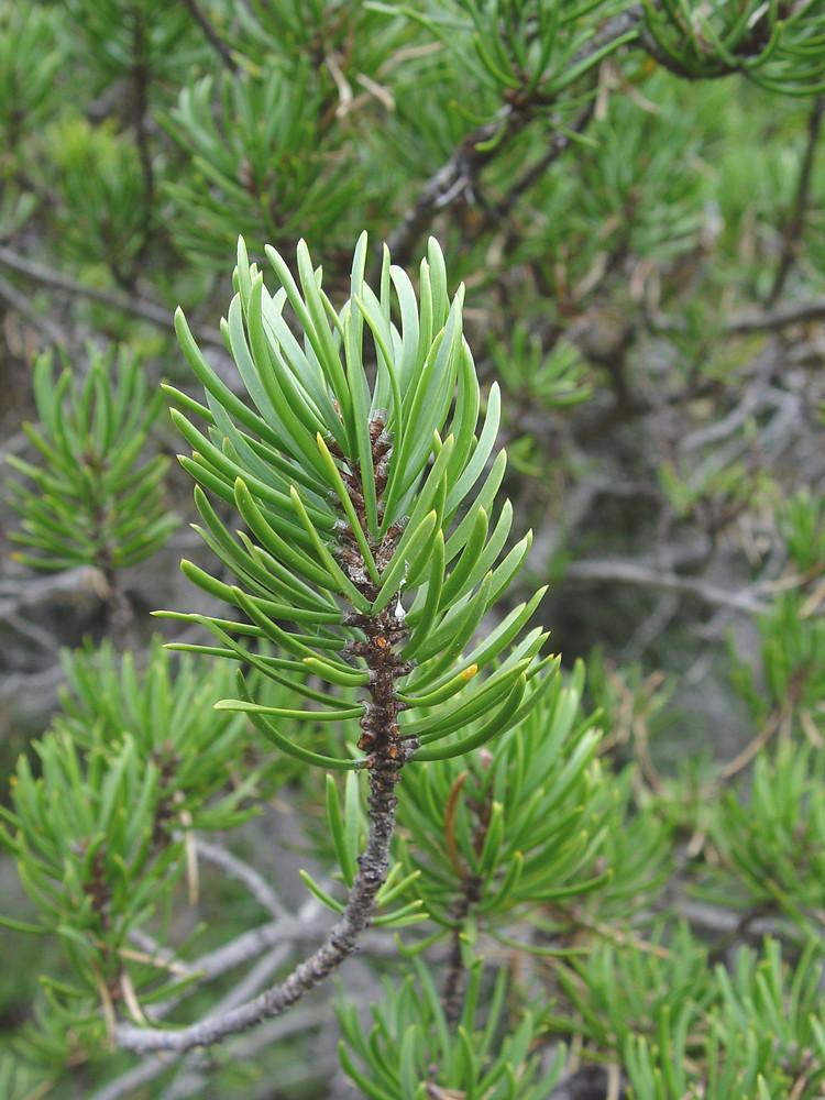 Pinus Banksiana - View 23 from www redcrocus com
