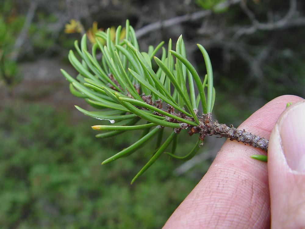 Pinus Banksiana - View 24 from www redcrocus com