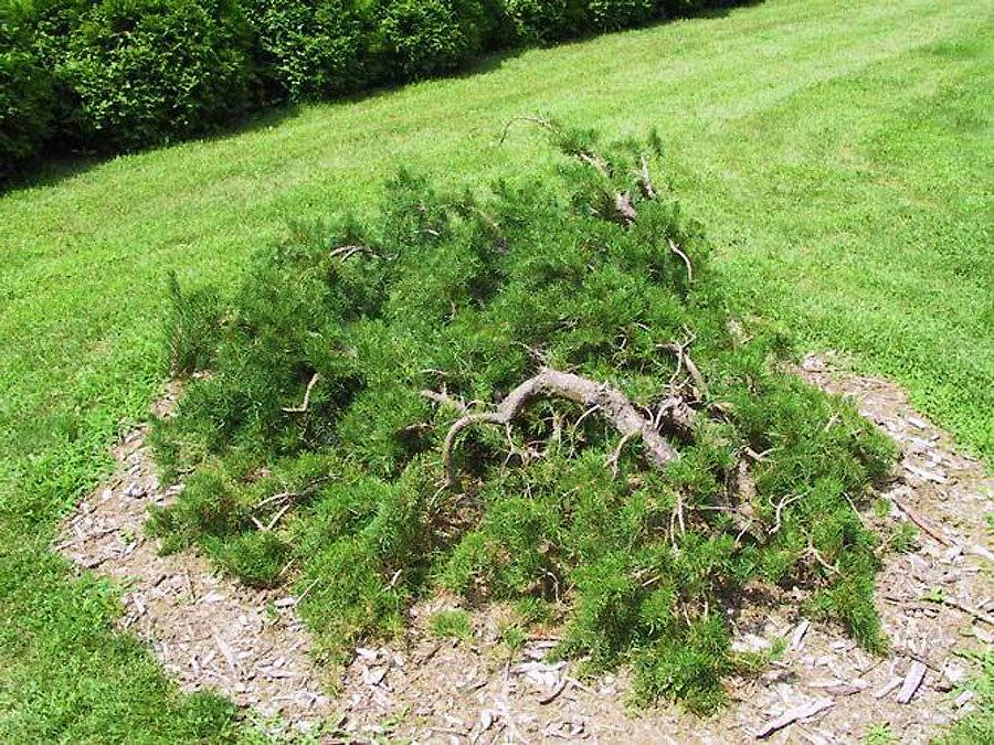 Pinus Banksiana - View 25 from www redcrocus com