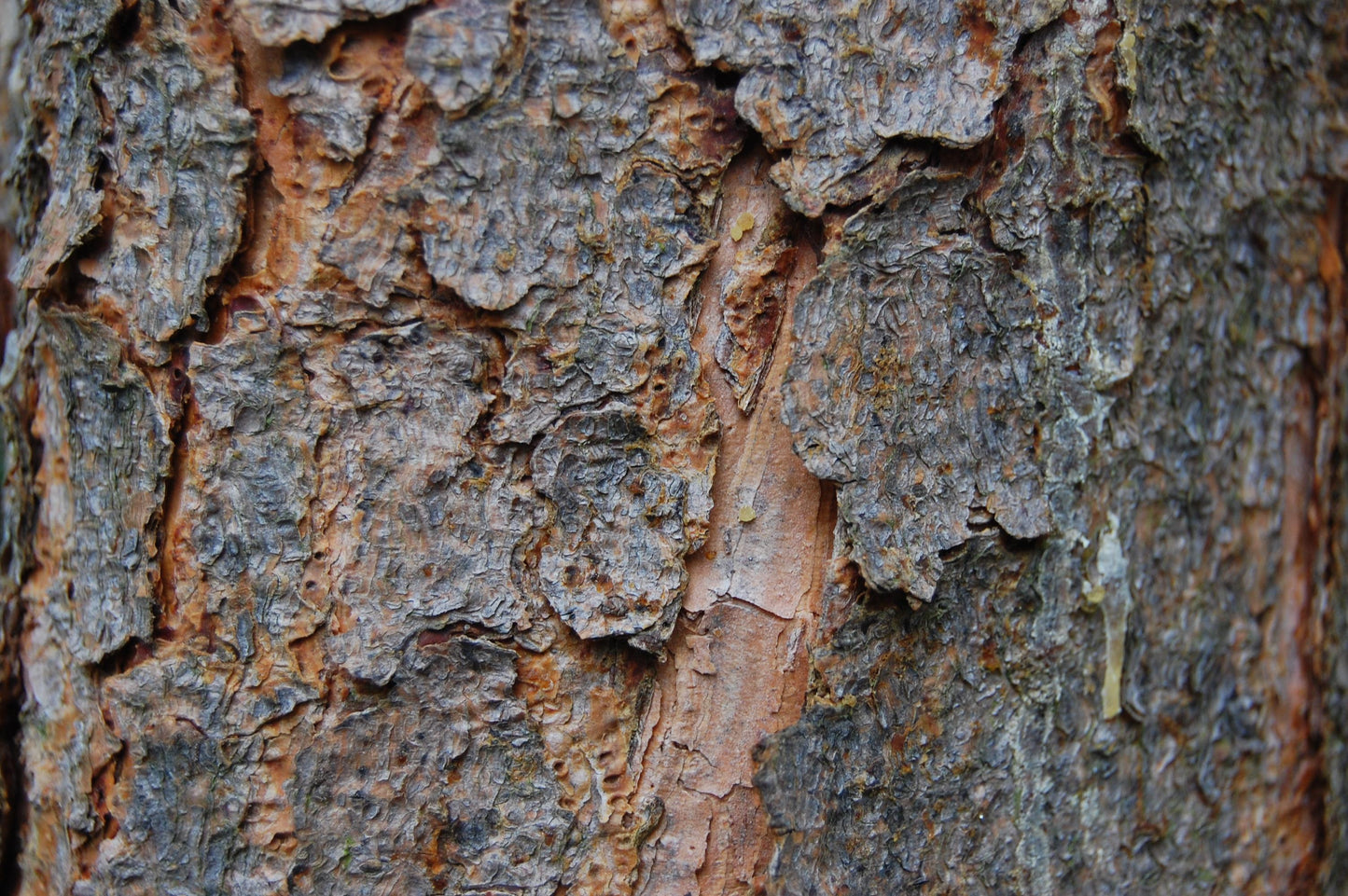 Pinus Banksiana - View 26 from www redcrocus com
