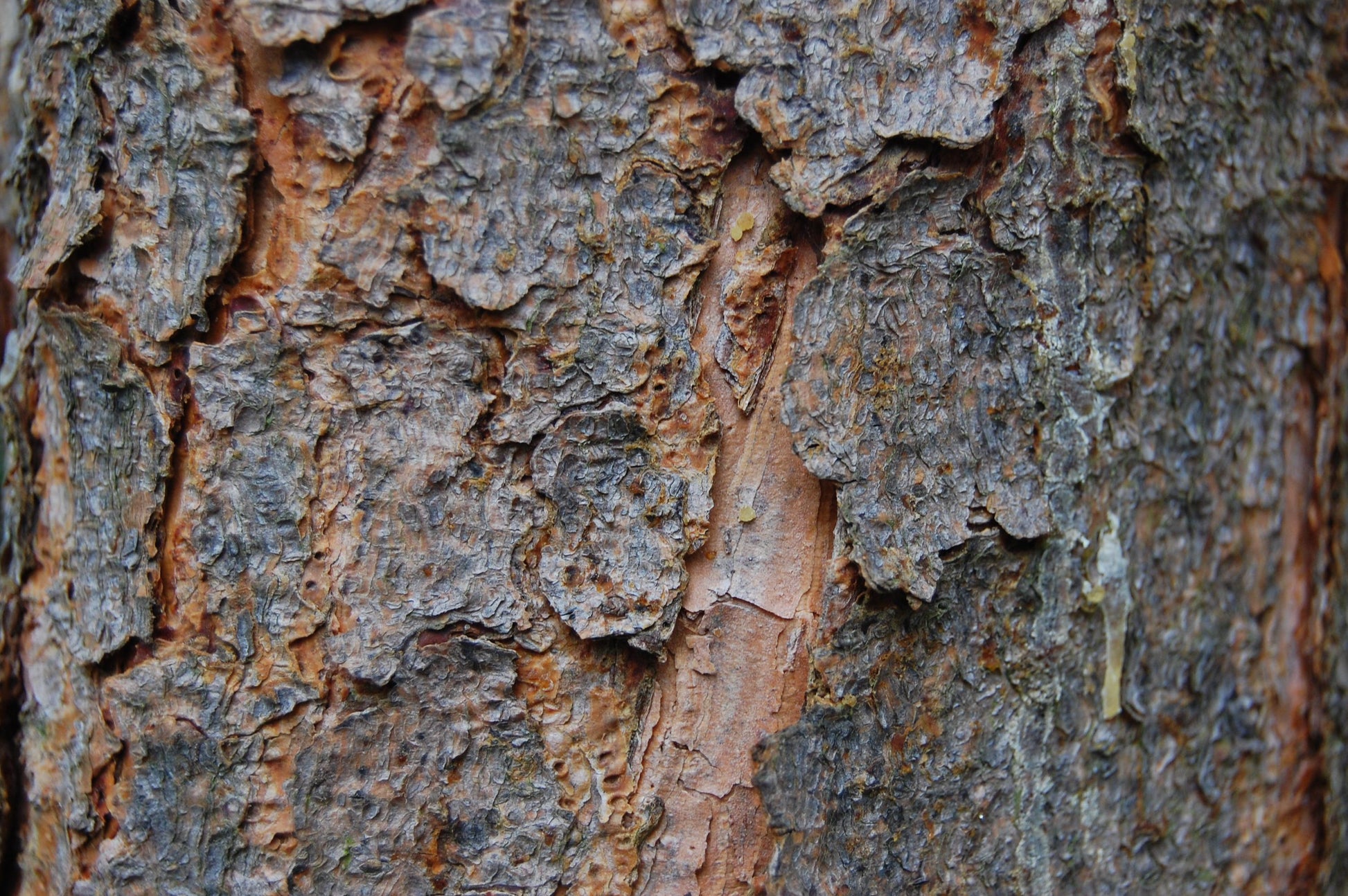 Pinus Banksiana - View 26 from www redcrocus com