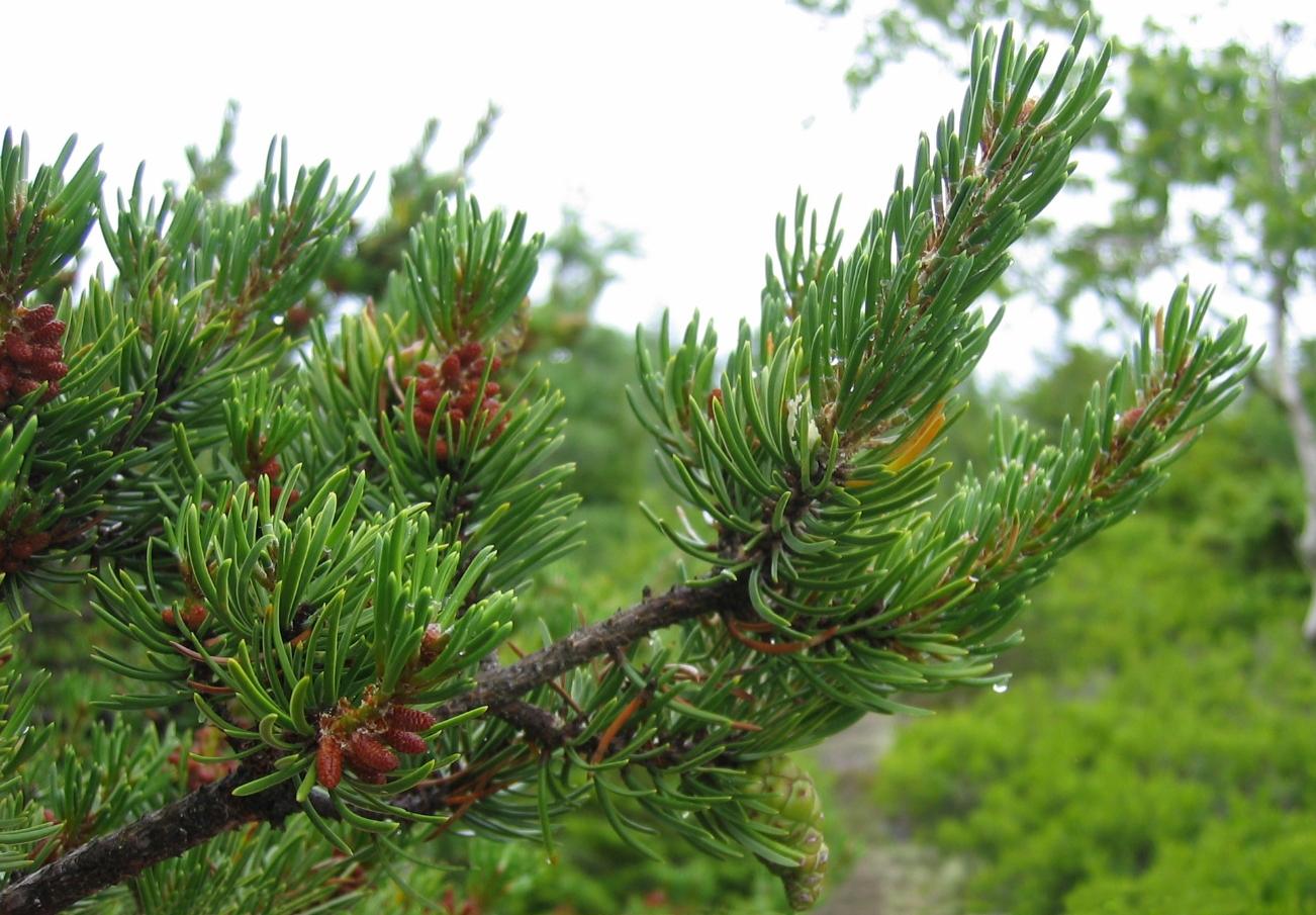 Pinus Banksiana - View 28 from www redcrocus com