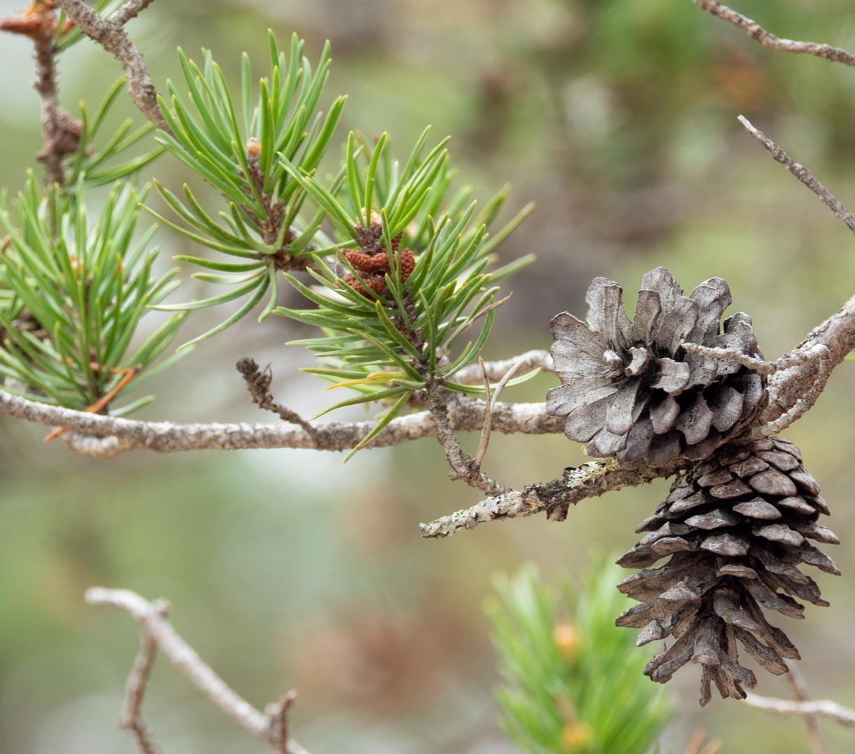 Pinus Banksiana - View 2 from www redcrocus com