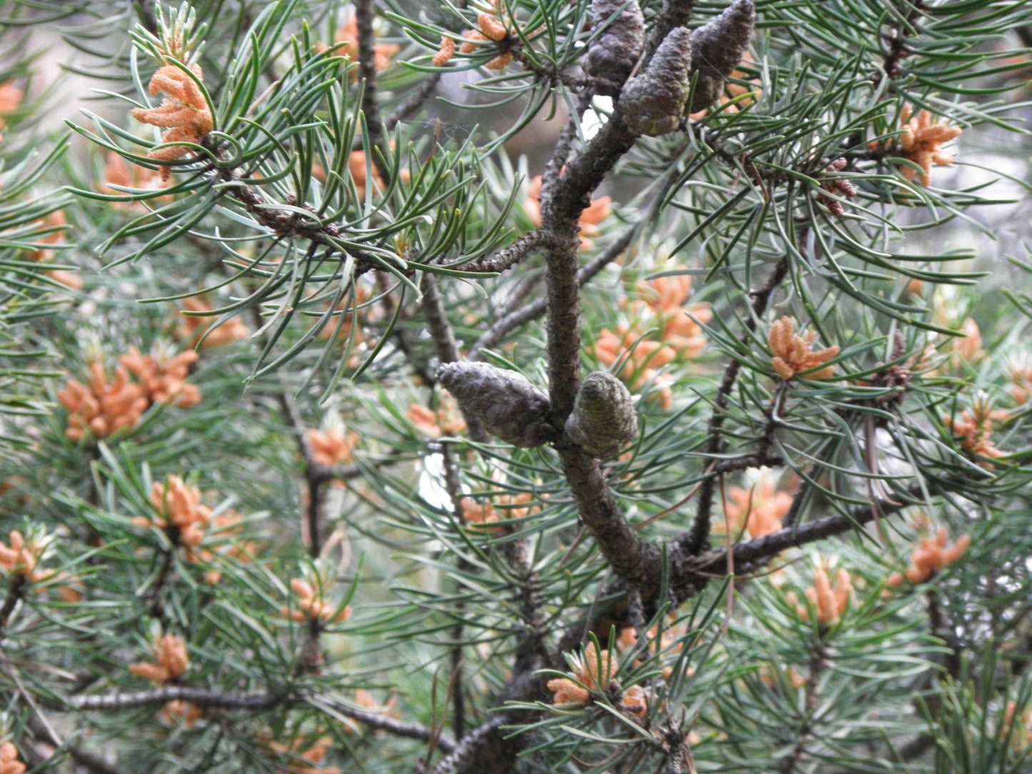 Pinus Banksiana - View 30 from www redcrocus com